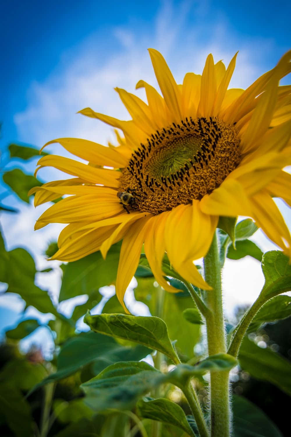 Black Sunflower Closeup Picture Wallpaper