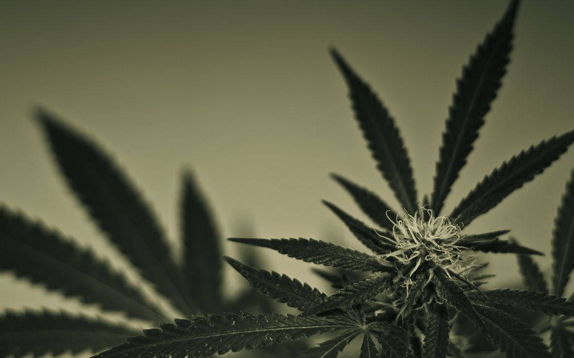 Black & White Cannabis Wallpaper