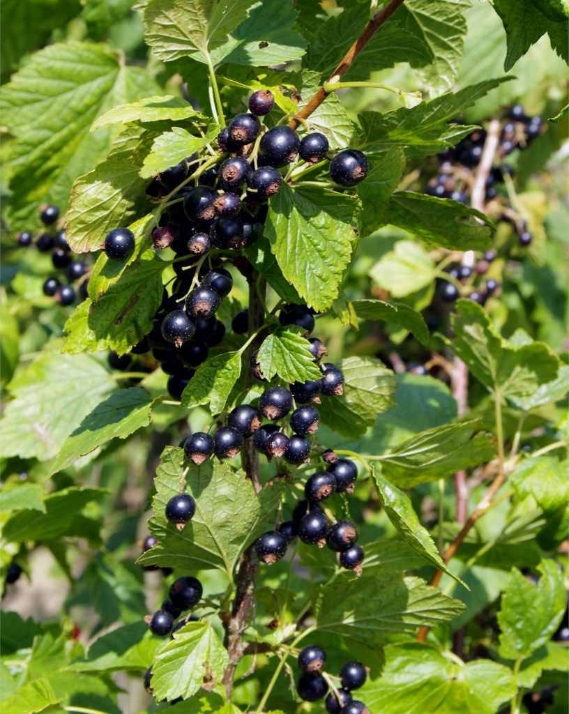 Blackcurrant In Vertical Side Wallpaper