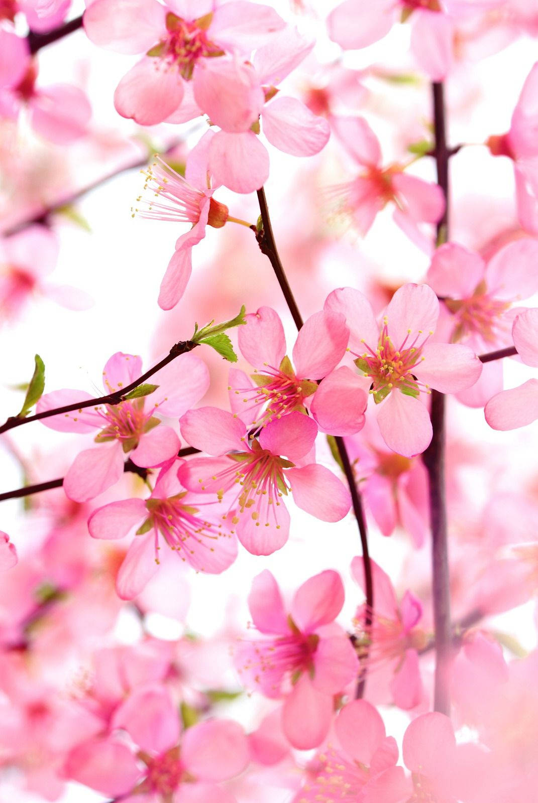 Blooming Beauty In Pink - A Close-up Cluster Of Pink Blossom Flowers Wallpaper