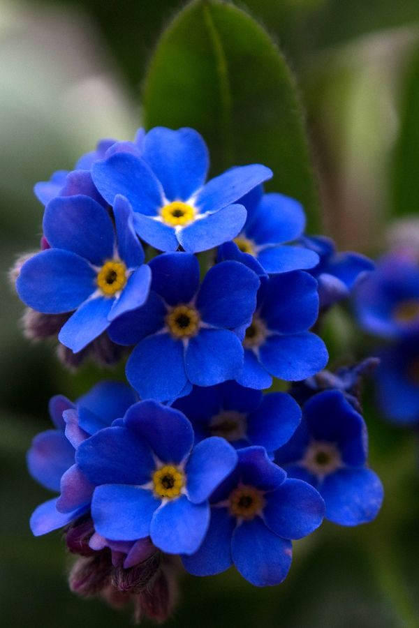 Blooming Beauty - Vivid Blue Forget-me-not Flower Wallpaper