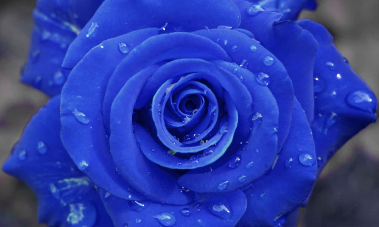 Blue 1280x768 Rose With Droplets Wallpaper