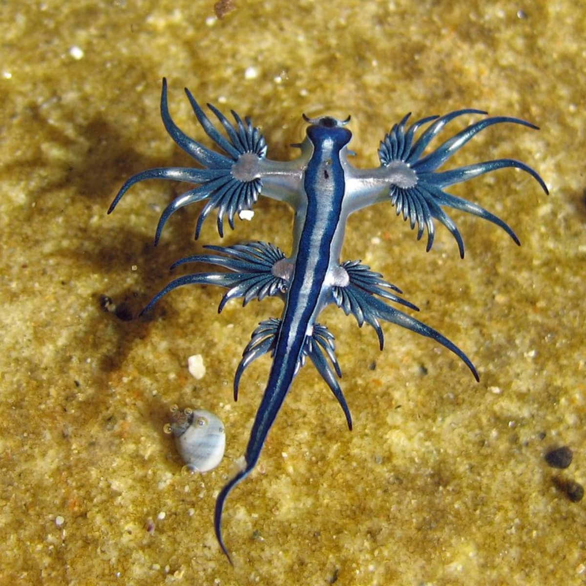 Blue Dragon Sea Slug On Sandy Bottom Wallpaper