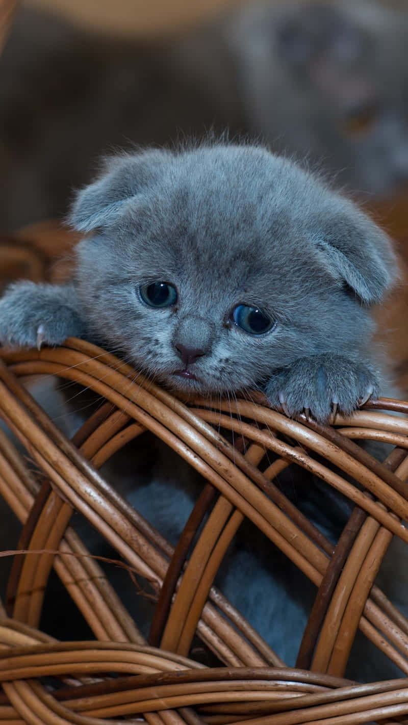 Blue Eyed Gray Kittenin Basket.jpg Wallpaper