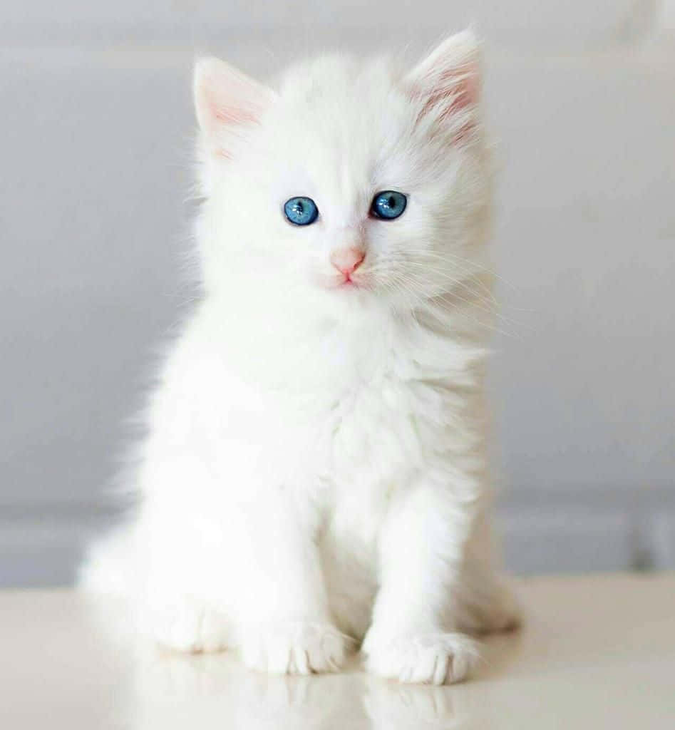 Blue Eyed White Kitten Wallpaper