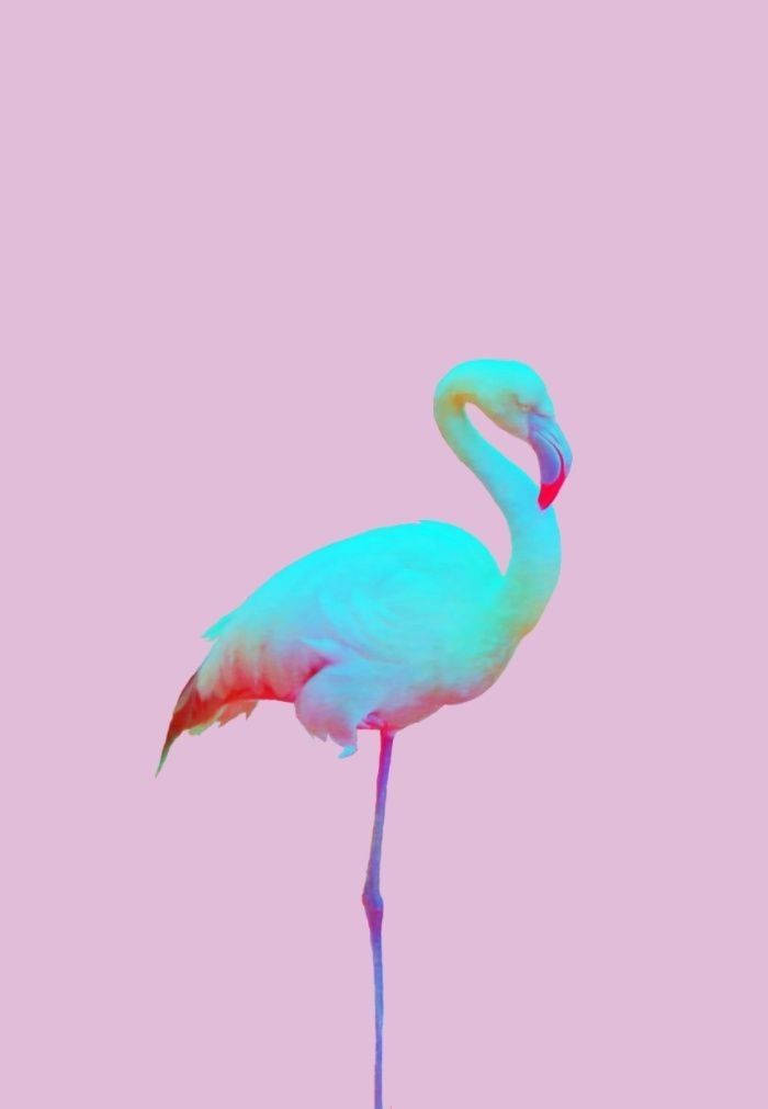 Blue Flamingo On Pastel Pink Wallpaper