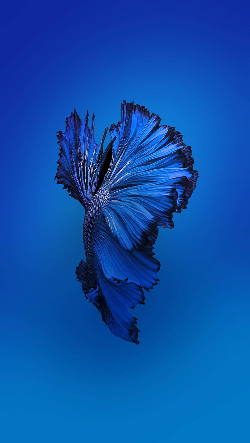 Blue Siamese Fighting Fish Iphone Wallpaper