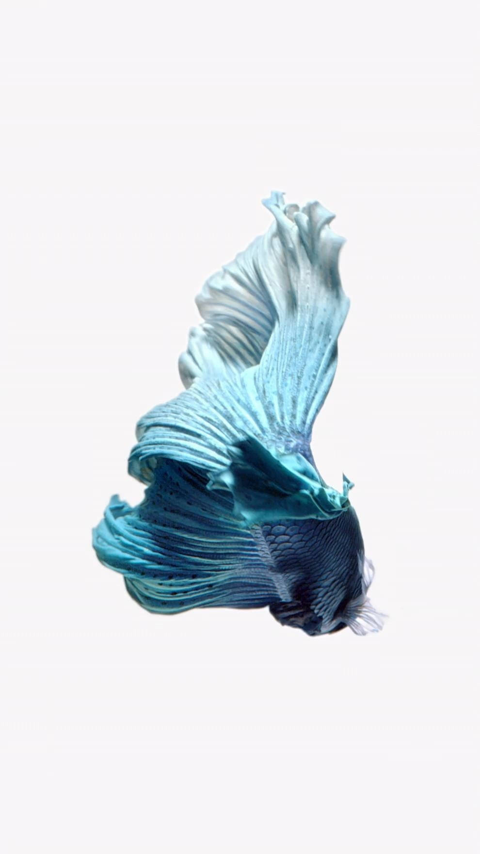 Blue Siamese Fighting Fish Iphone Wallpaper