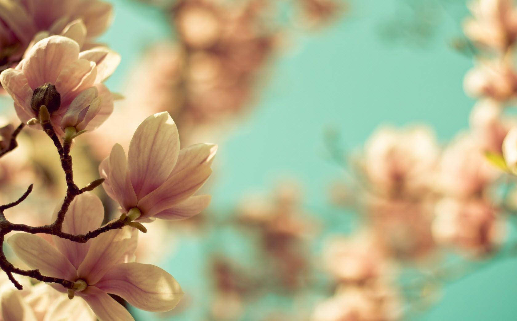 Blumen Desktop Theme Wallpaper