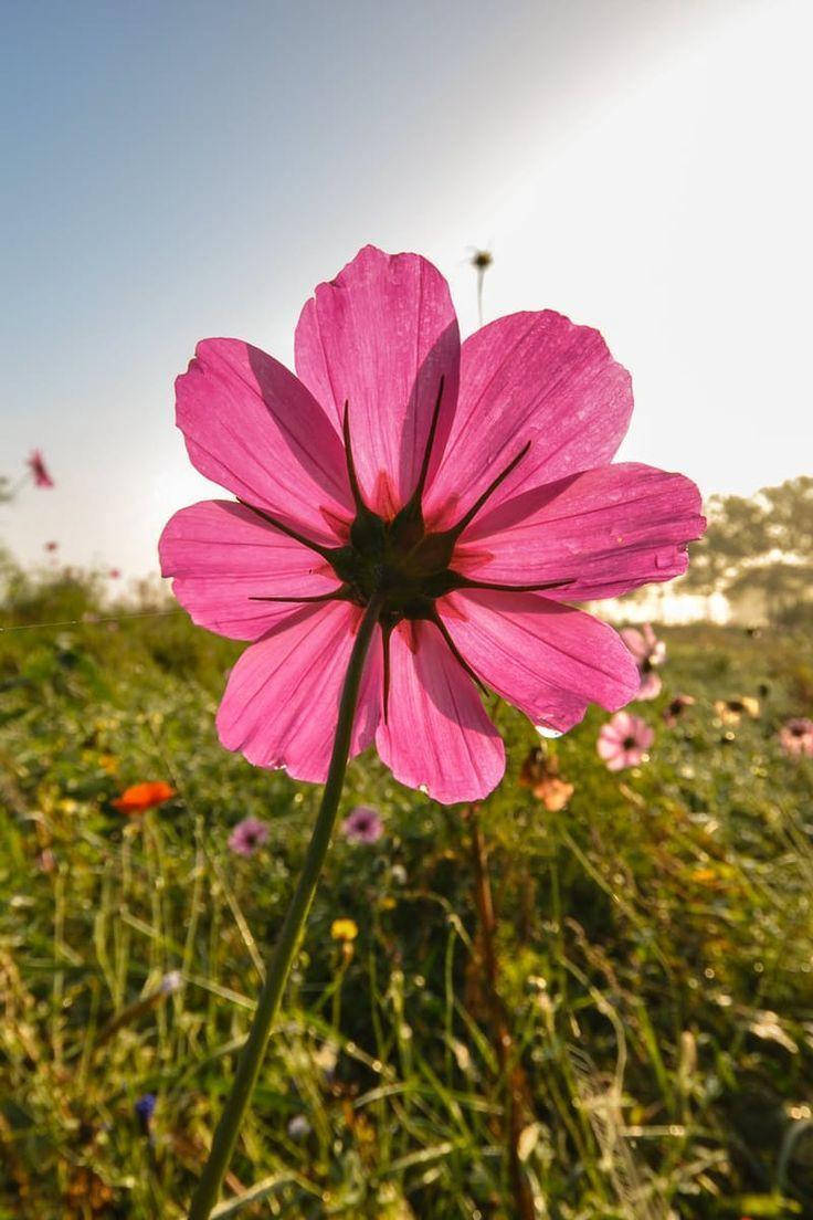 Blumen Photography For Screensaver Display Wallpaper