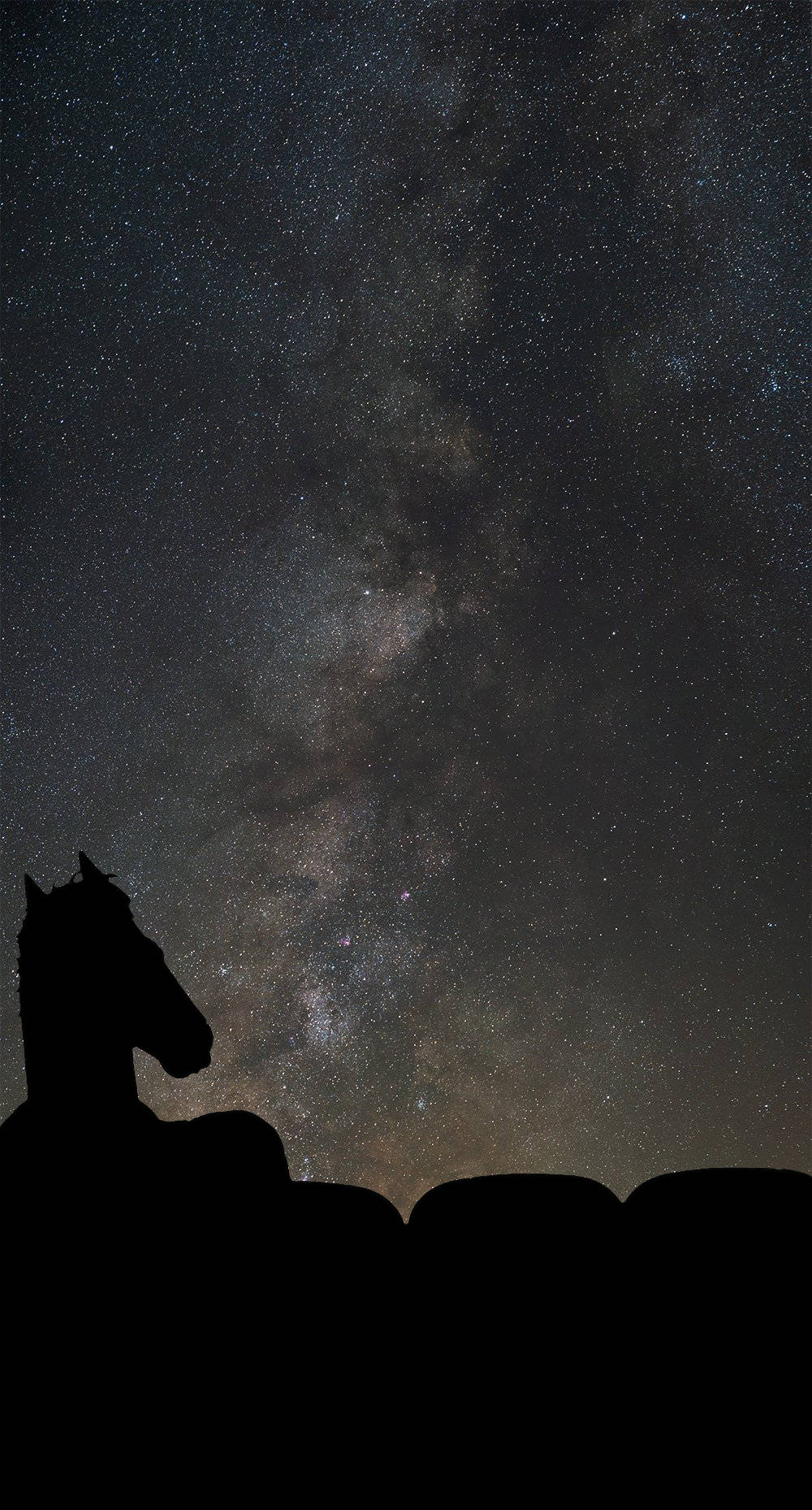 Bojack Horseman Star Gazing Wallpaper