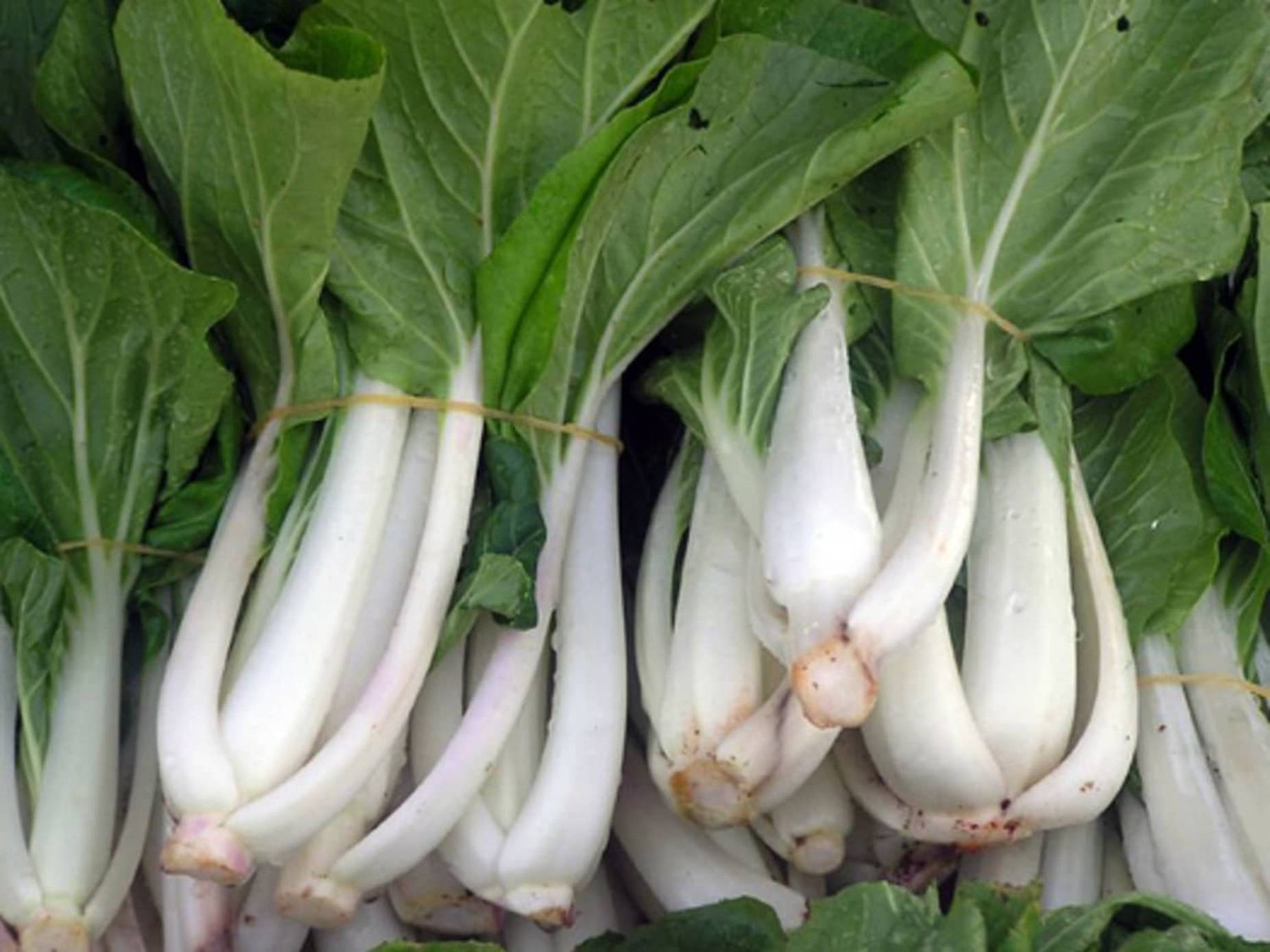 Bok Choy Cabbages Pile Macro Shot Wallpaper