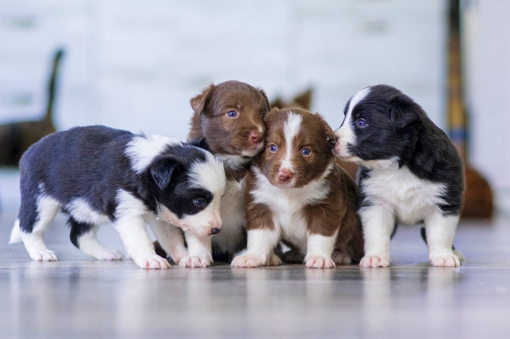 Border Collie Puppy Desktop Wallpaper