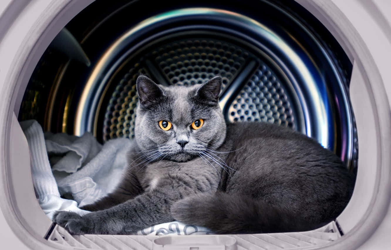 Boss Cat Inside Drier Wallpaper