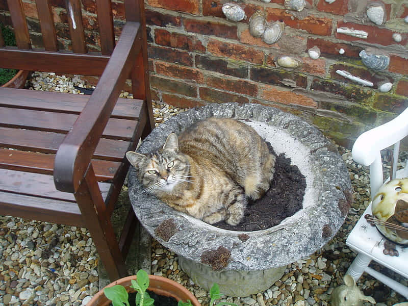 Boss Cat On A Dirt Wallpaper