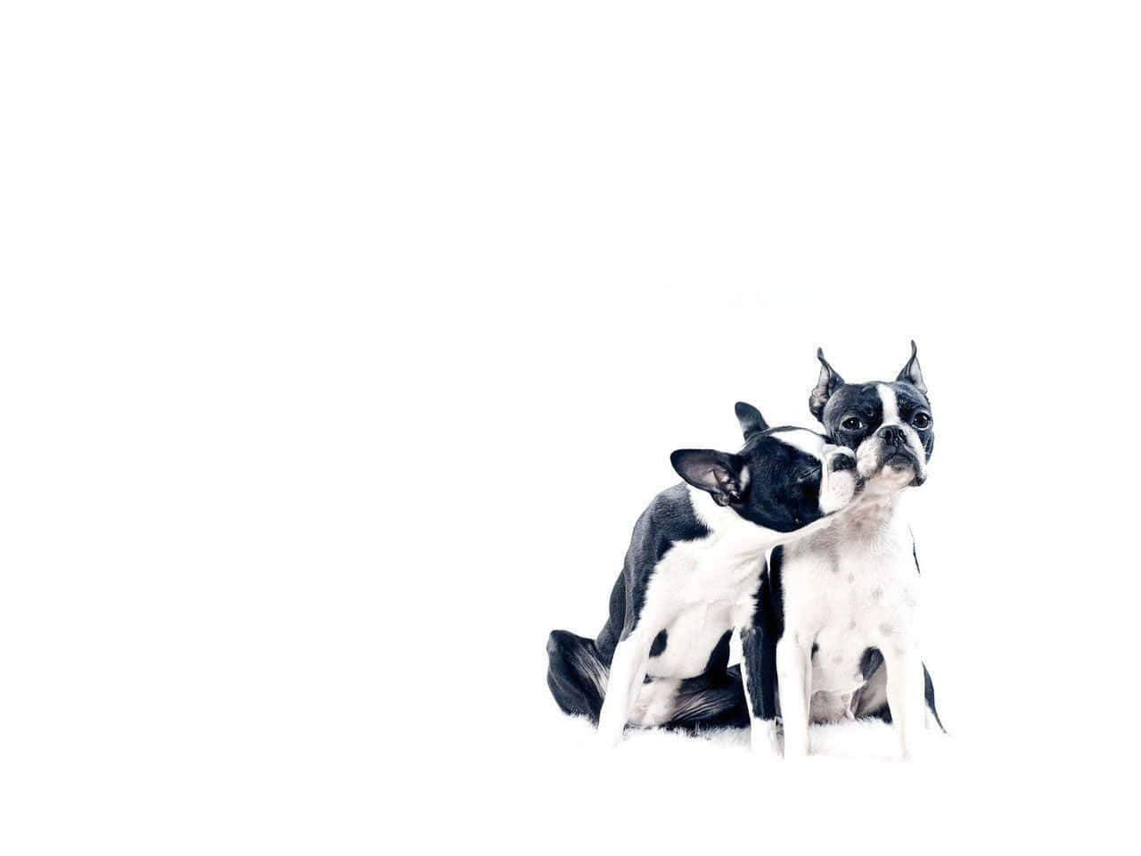 Boston Terrier Two Cheeks Close Wallpaper