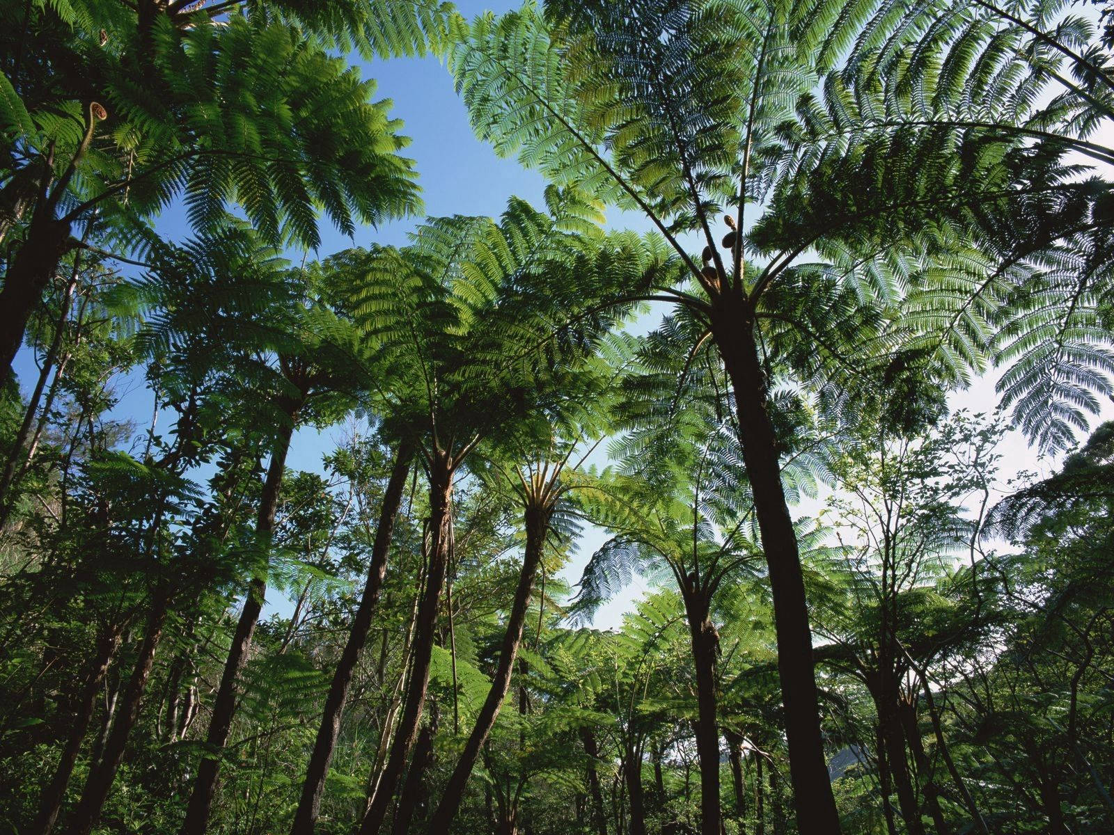 Bountiful Forest Of Palm Tree Wallpaper