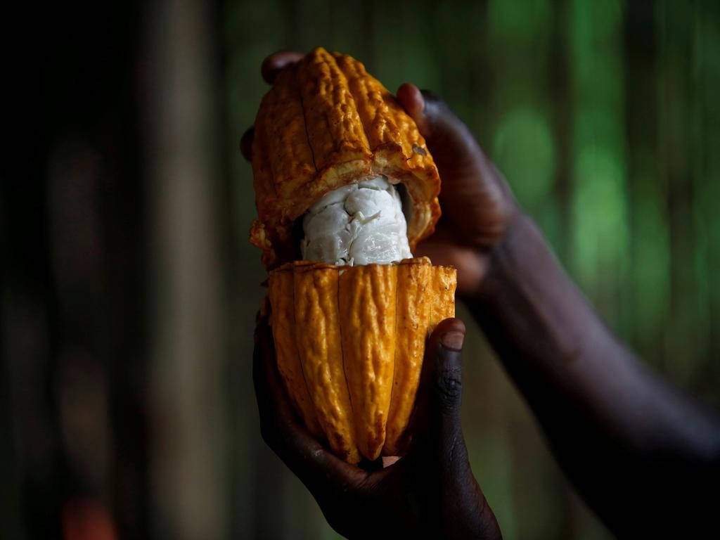 Bountiful Harvest Of Cocoa Beans In Ivory Coast Wallpaper