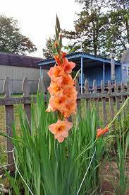 Breathtaking Beauty Of Blooming Gladiolus Wallpaper