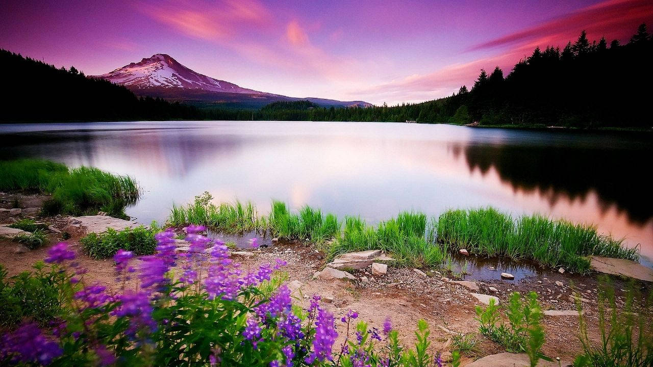 Breathtaking Purple Hues In Nature Wallpaper