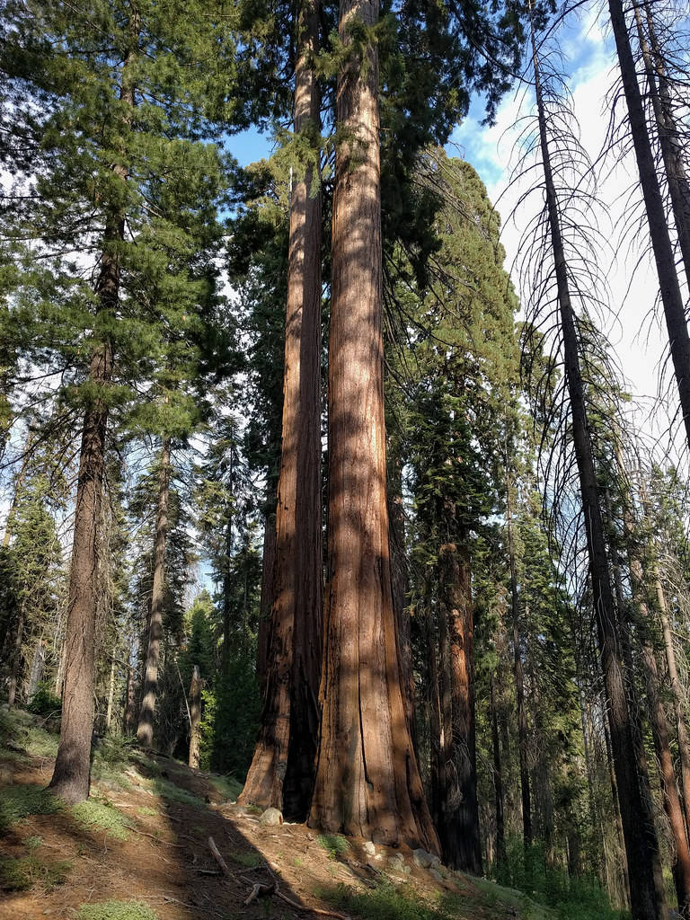 Breathtaking View Of Sequoia National Park In Sunlight Wallpaper