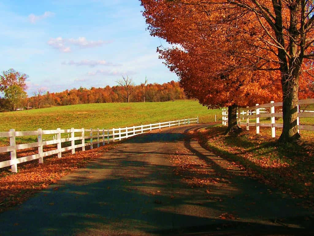 Bright Autumn Day In The Countryside Wallpaper