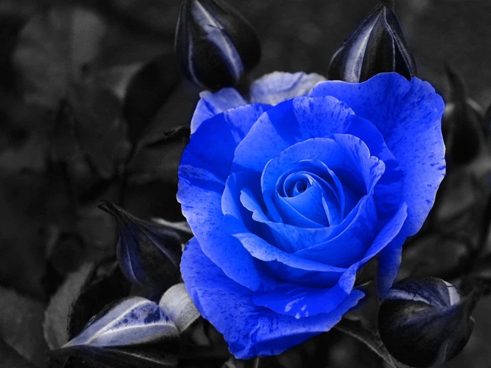 Bright Blue Things Form A Pattern Wallpaper