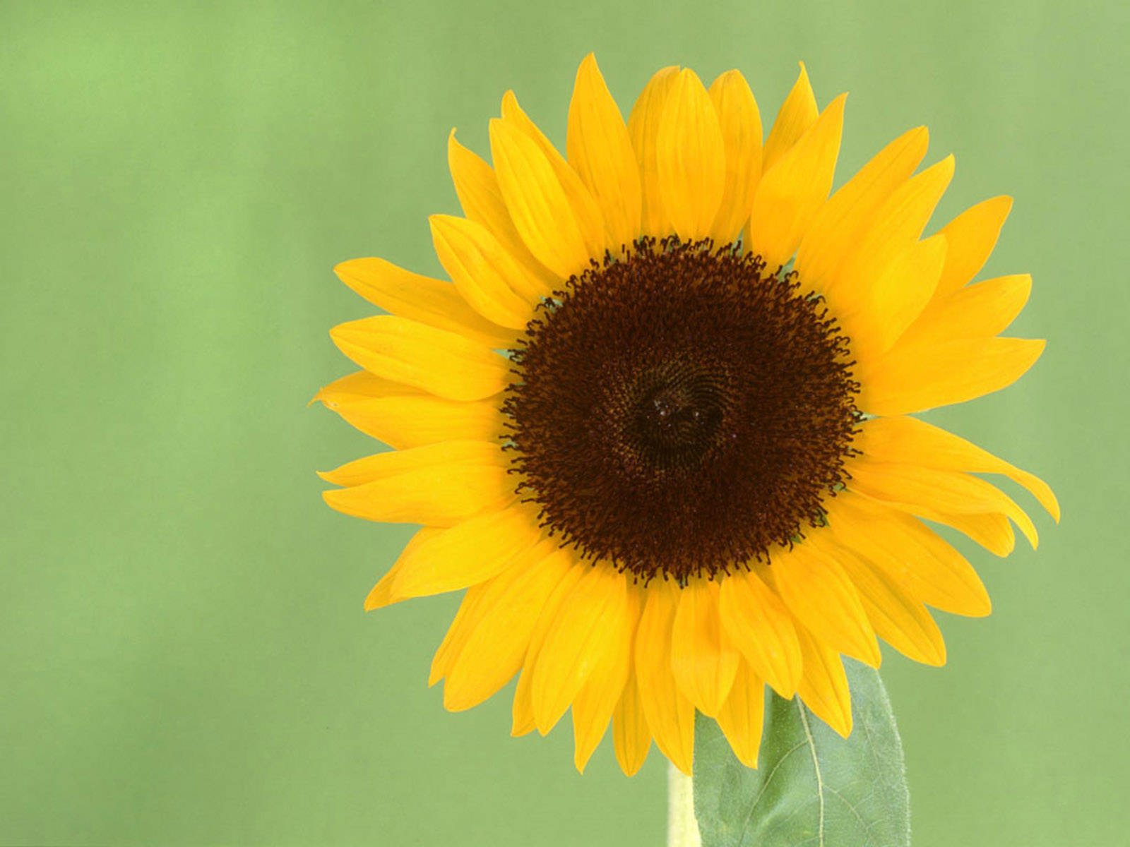 Bright Sunflower On A Sunny Day Wallpaper