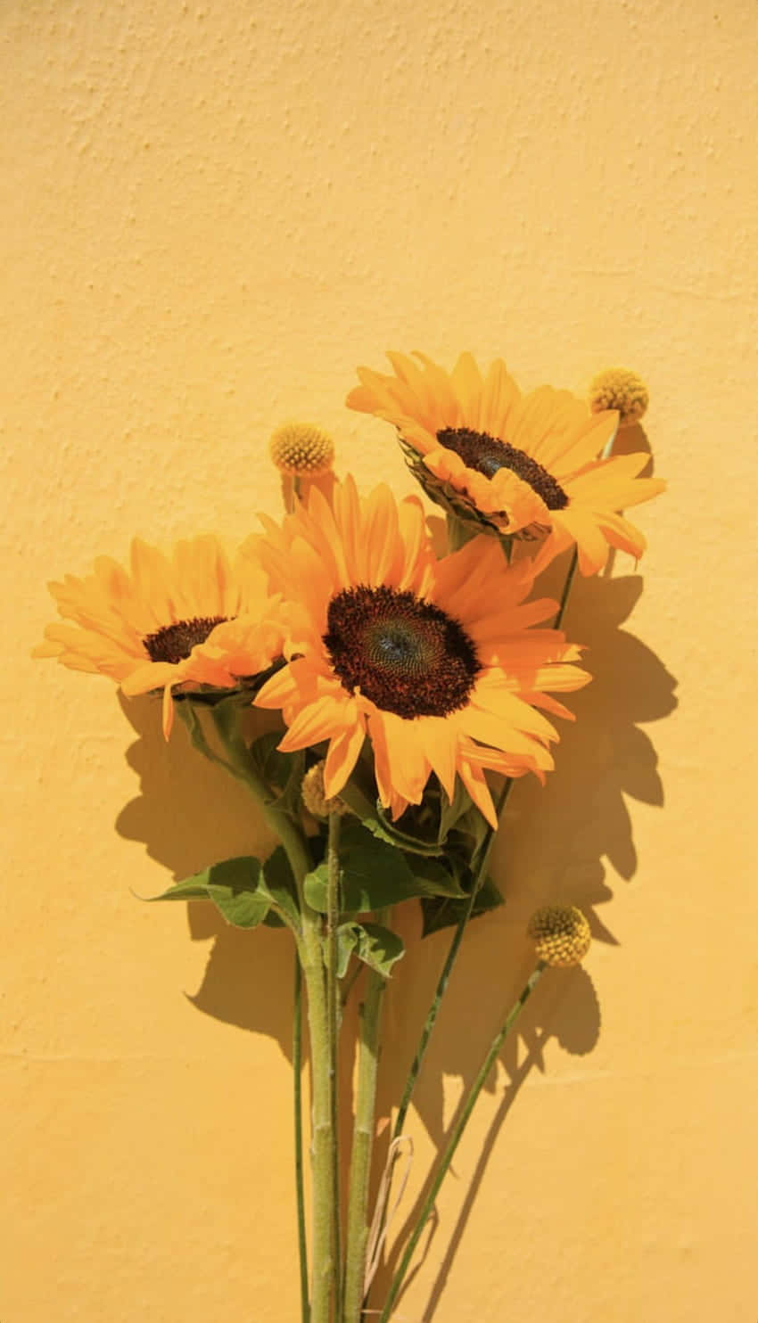 Bright Yellow Sunflowers Blooming In The Sun Wallpaper