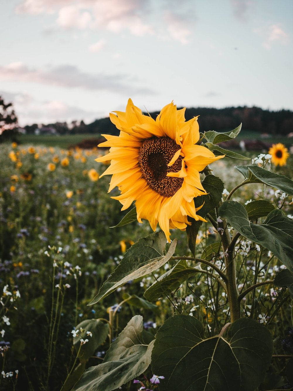 Brightly Blooming Sunflowers And Vibrant Roses Creating A Splash Of Color In Nature. Wallpaper