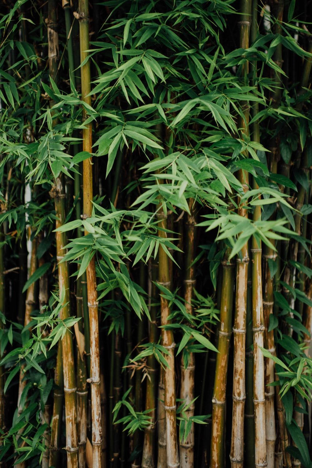 Brown Bamboo Forest Iphone With Leaves Wallpaper