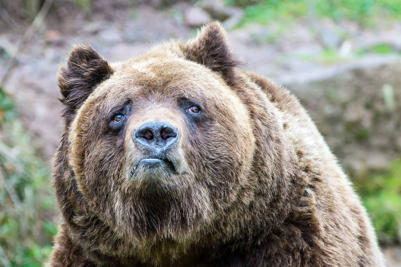 Brown Bear Funny Face Wallpaper