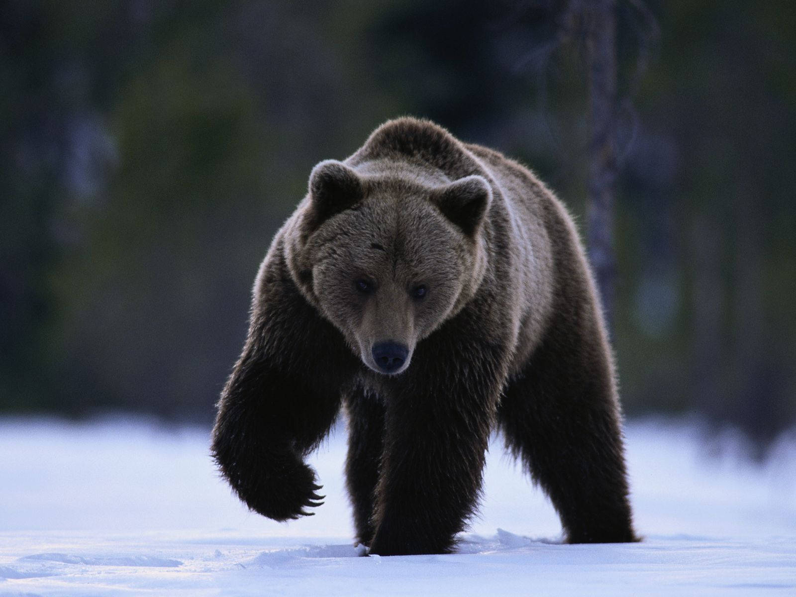 Brown Bear In Snow Wallpaper