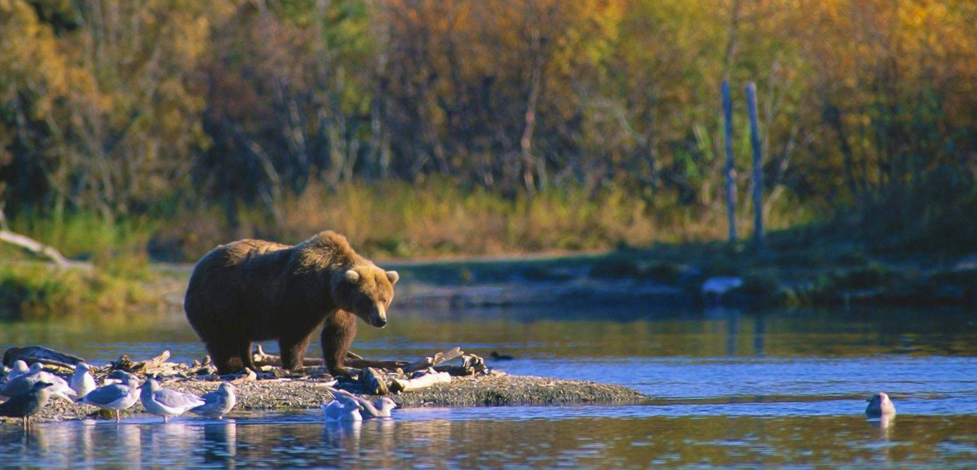 Brown Bear Riverside In Forest Wallpaper