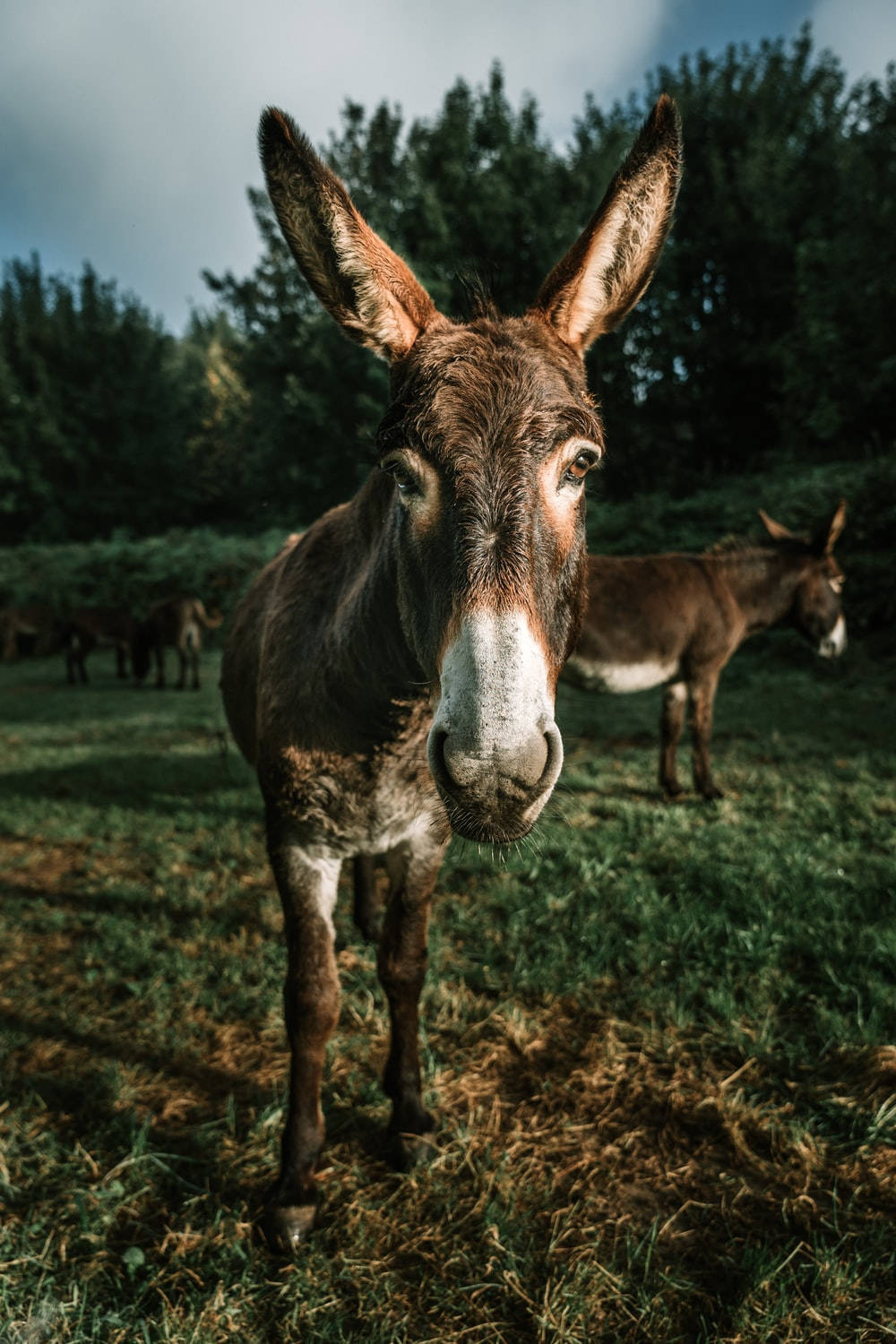 Brown Donkey In The Forest Wallpaper