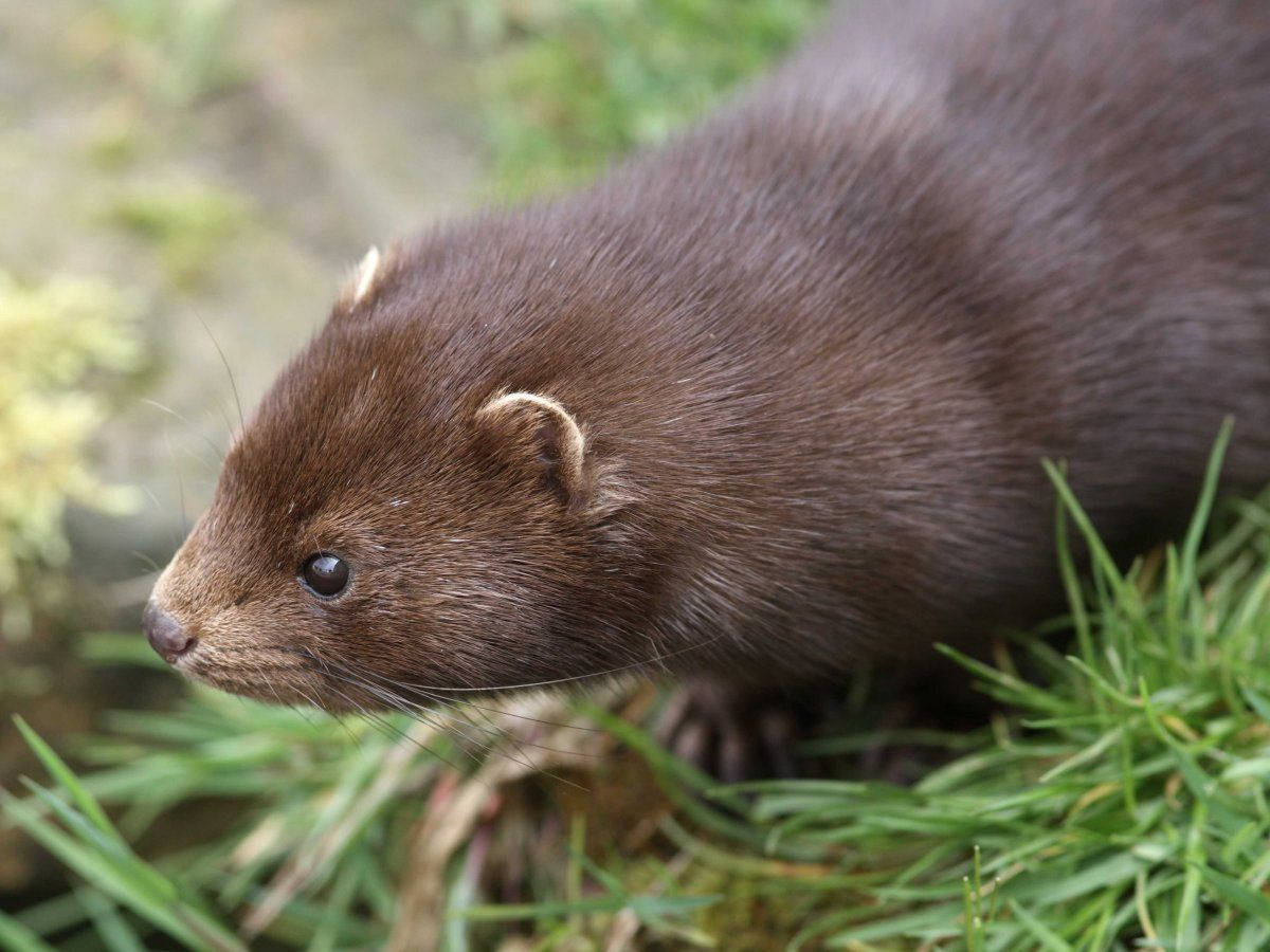 Brown Mink In Natural Habitat Wallpaper