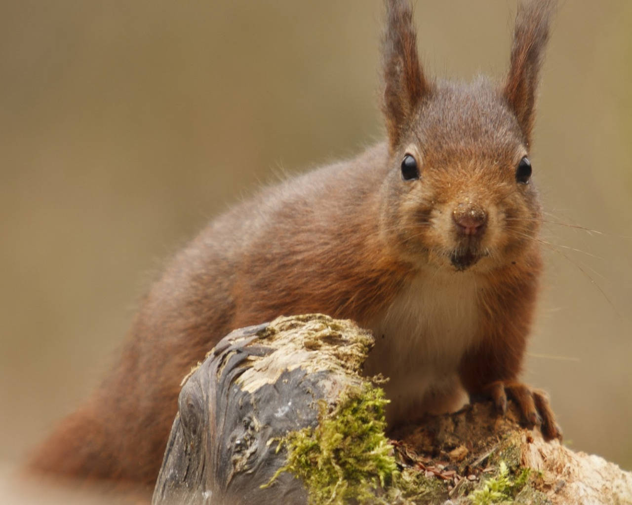 Brown Squirrel And Tree Wallpaper