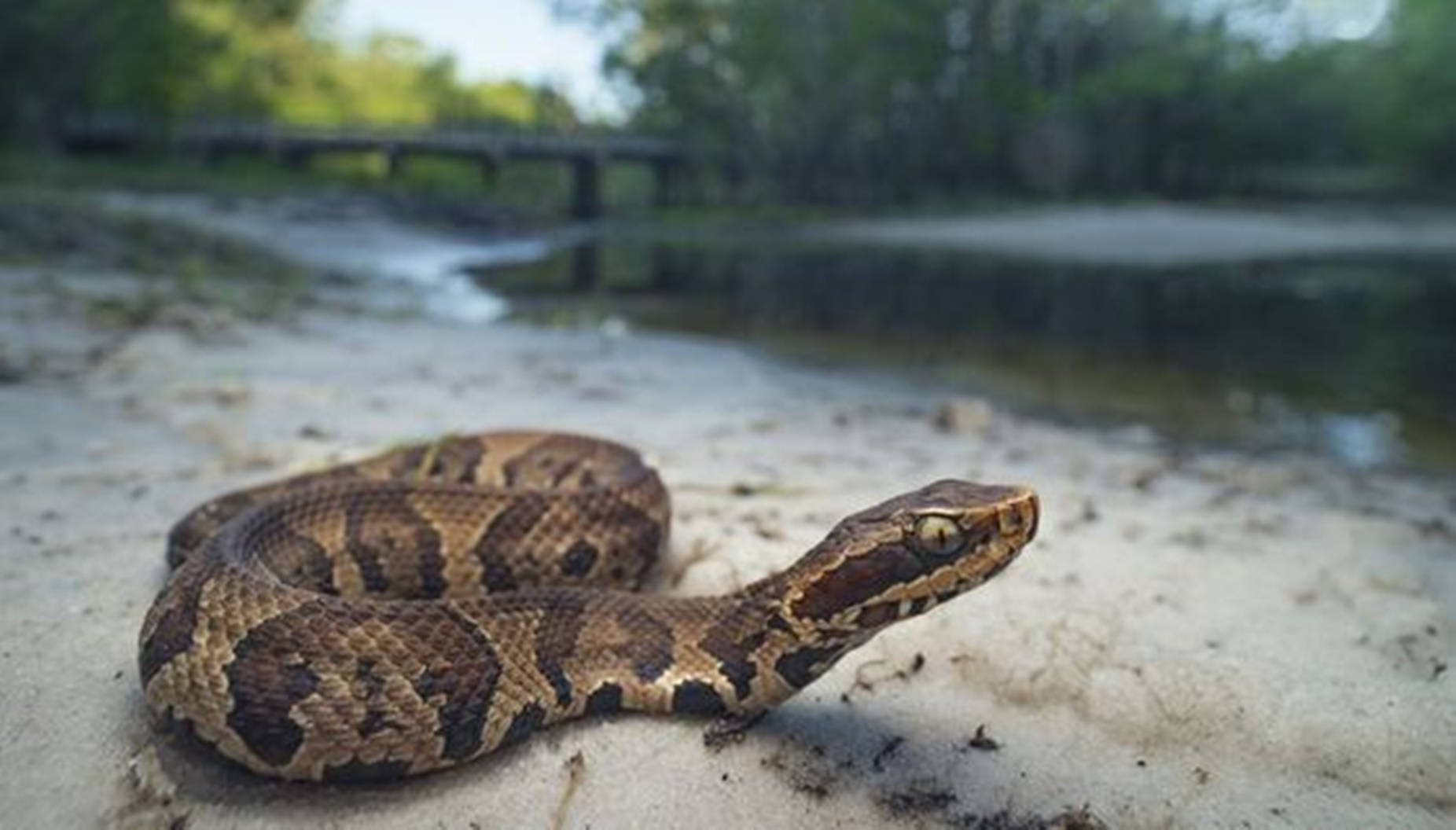 Brown Water Moccasin Beside River Wallpaper