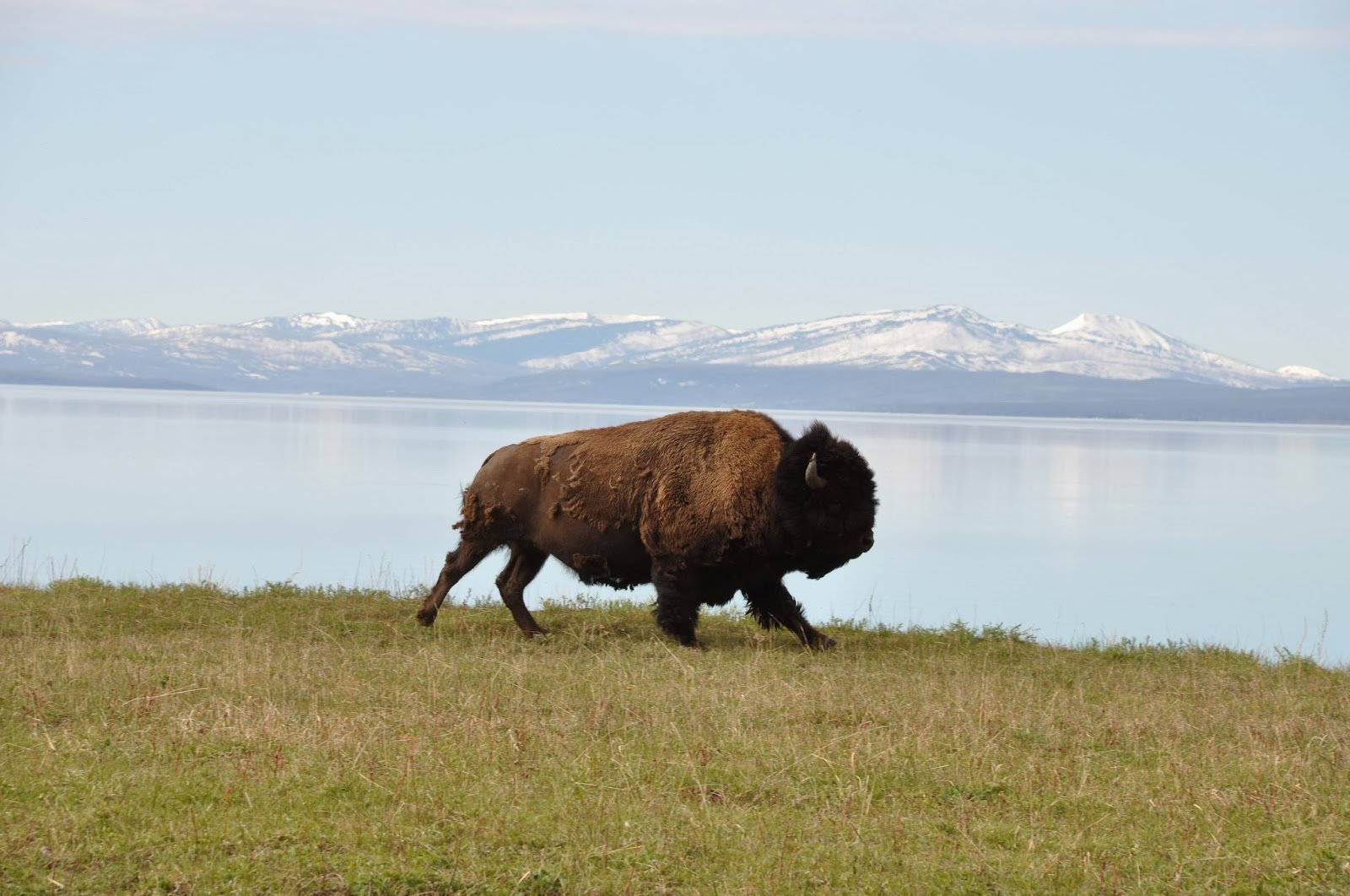 Buffalo On Steppe Wallpaper