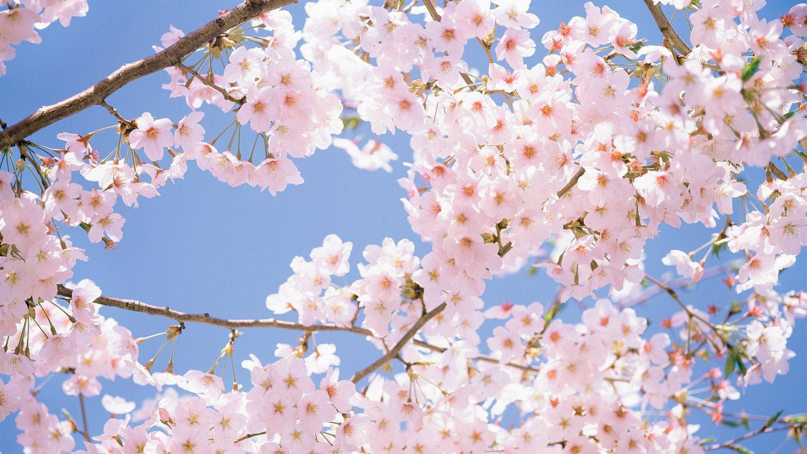 Bunch Of Cherry Blossom Wallpaper