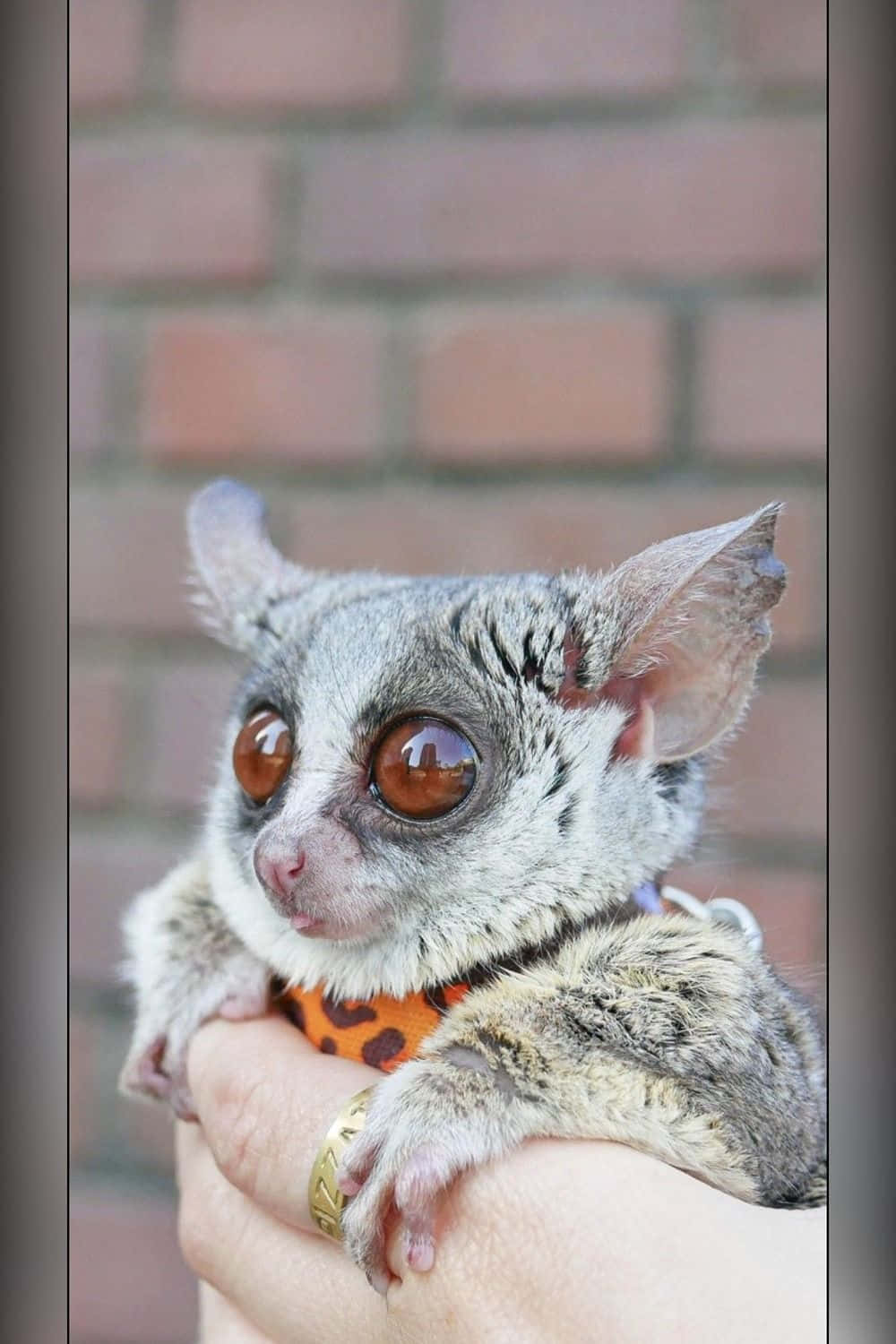 Bush Baby Heldin Hands.jpg Wallpaper