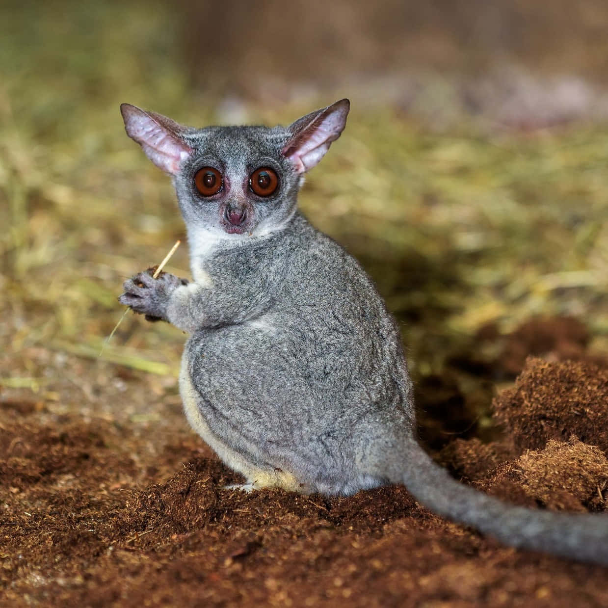 Bush Baby With Big Eyes Wallpaper