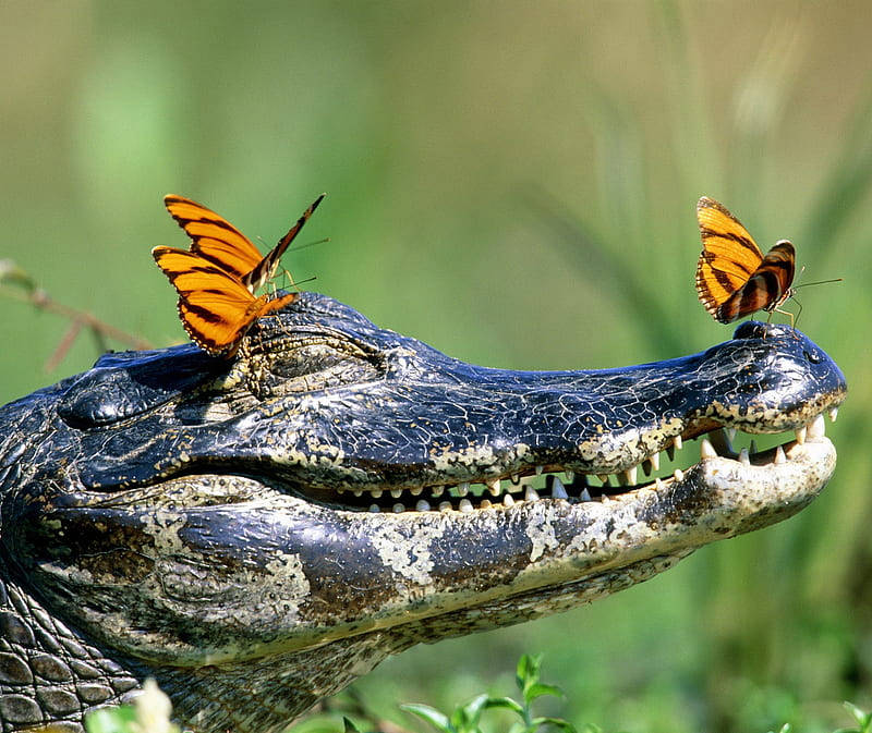 Butterflies On Caiman's Snout Wallpaper