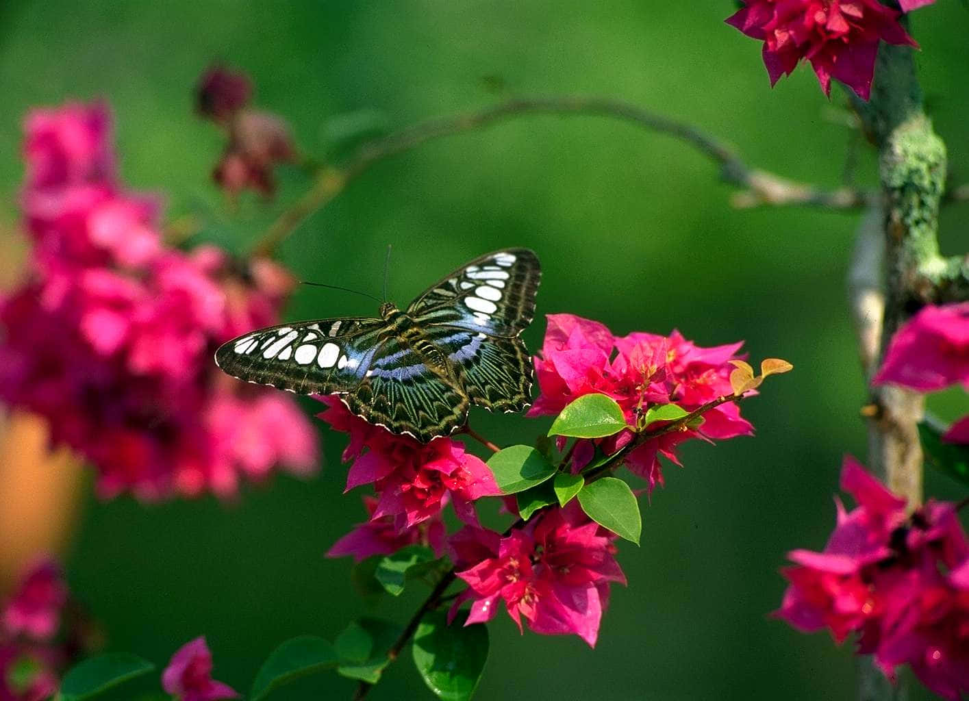 Butterfly Nature Flower Wallpaper