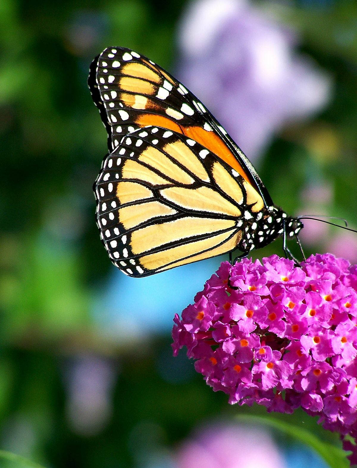 Butterfly On Summer Lilac Flower Wallpaper