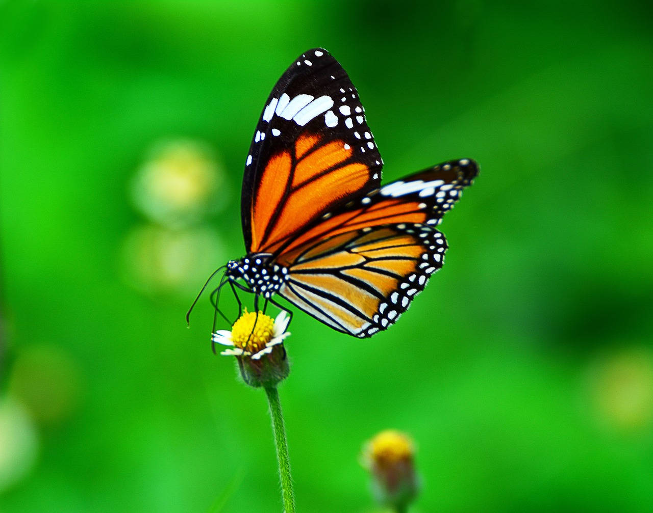 Butterfly On Tiny Tridax Daisy Flower Wallpaper