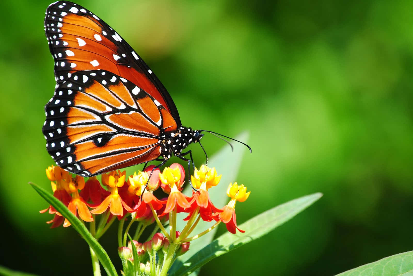 Butterfly Perched On A Flower Desktop Wallpaper