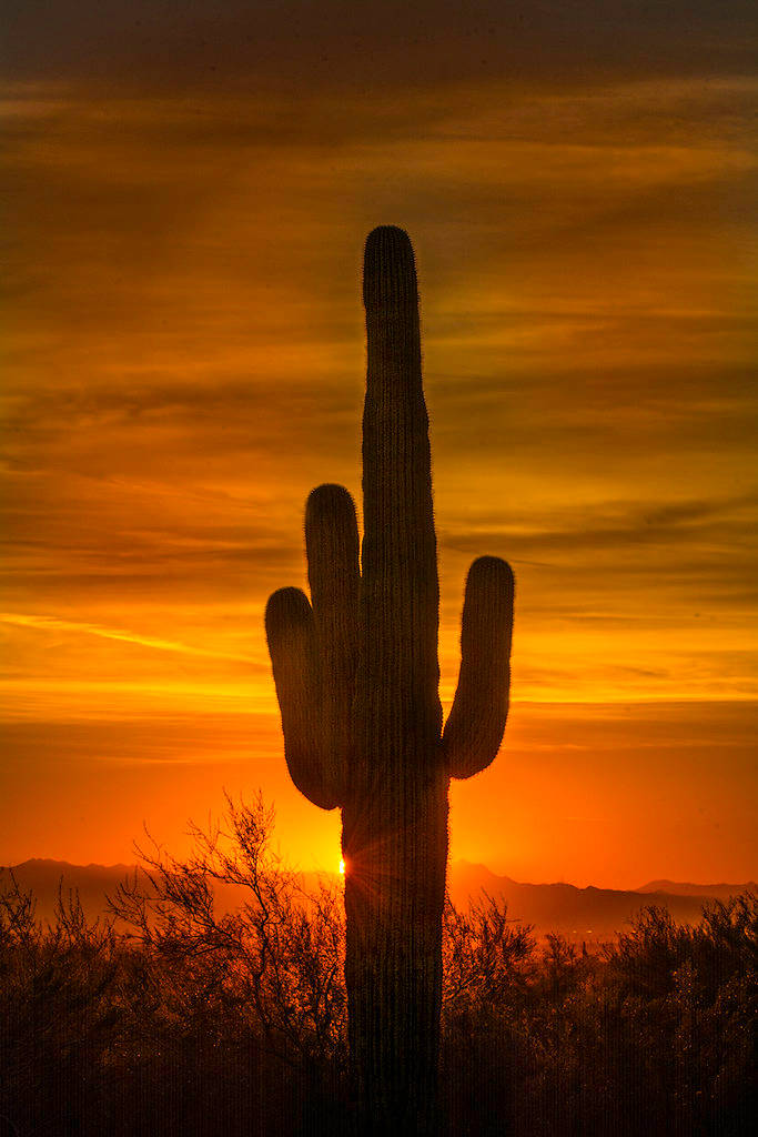 Cactus Thorns In Arizona Wallpaper