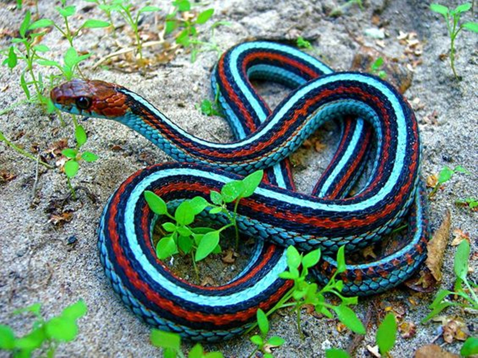 California Red-sided Garter Snake Wallpaper