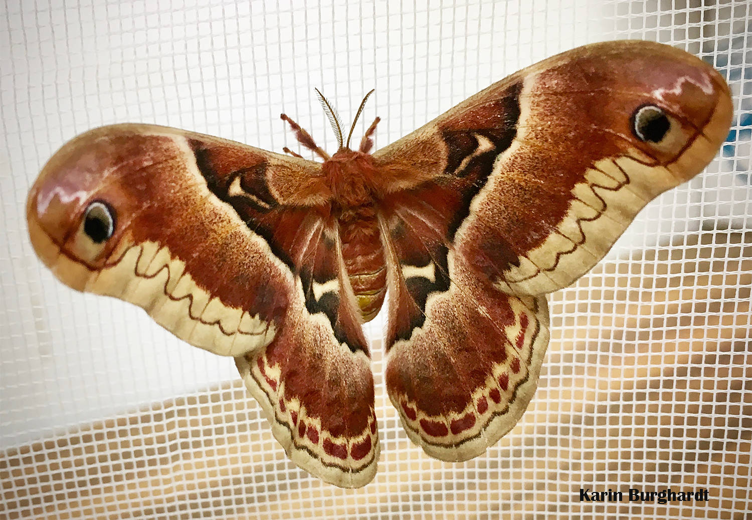 Callosamia Promethea Silkmoth Summer Insect Wallpaper